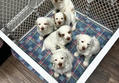 Happy-to-have-gotten-clean-bills-of-health-at-the-Vet-Thank-you-to-Animal-Hospital-of-East-Davi