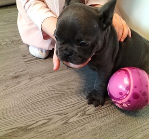 french-bulldog-puppies-ready-now-ffff