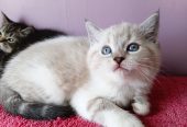 Ragdoll kittens Ready to go home….whatsapp me at: +44 7453 907158