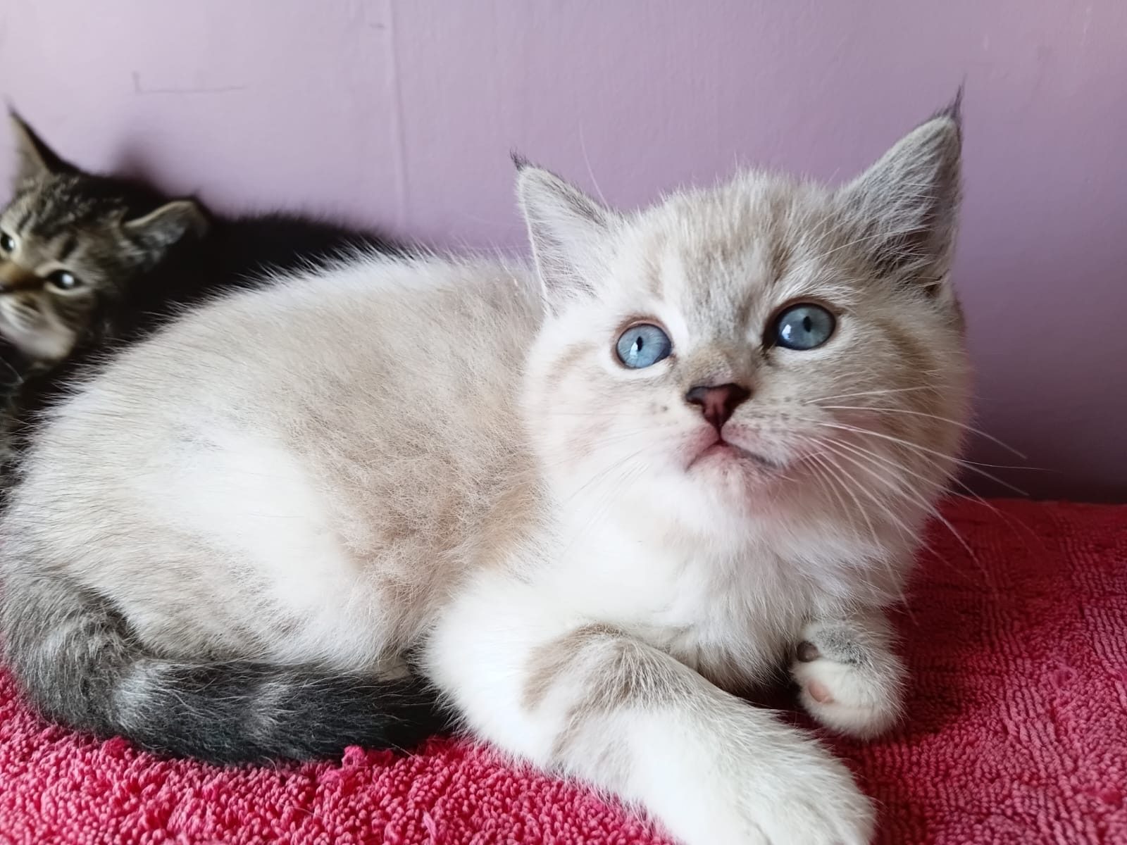 Ragdoll kittens Ready to go home….whatsapp me at: +44 7453 907158