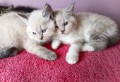 Ragdoll kittens Ready to go home….whatsapp me at: +44 7453 907158