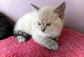 Ragdoll kittens Ready to go home….whatsapp me at: +44 7453 907158