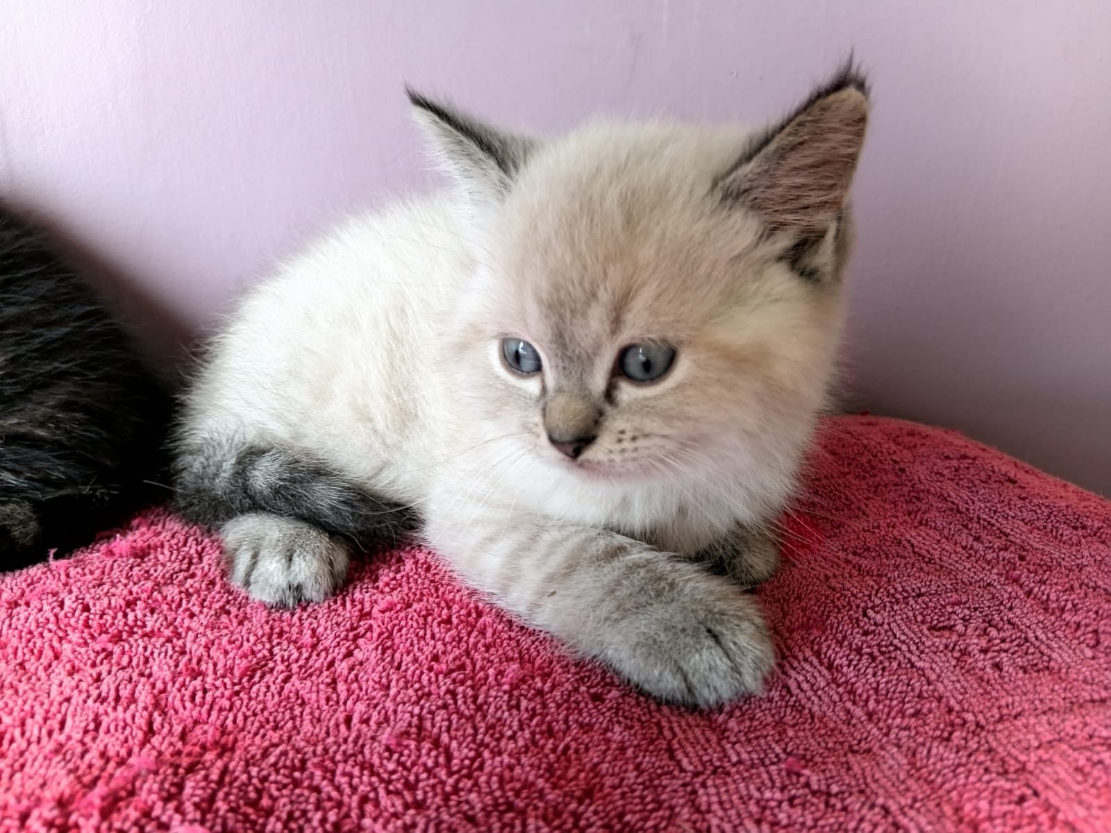 Ragdoll kittens Ready to go home….whatsapp me at: +44 7453 907158