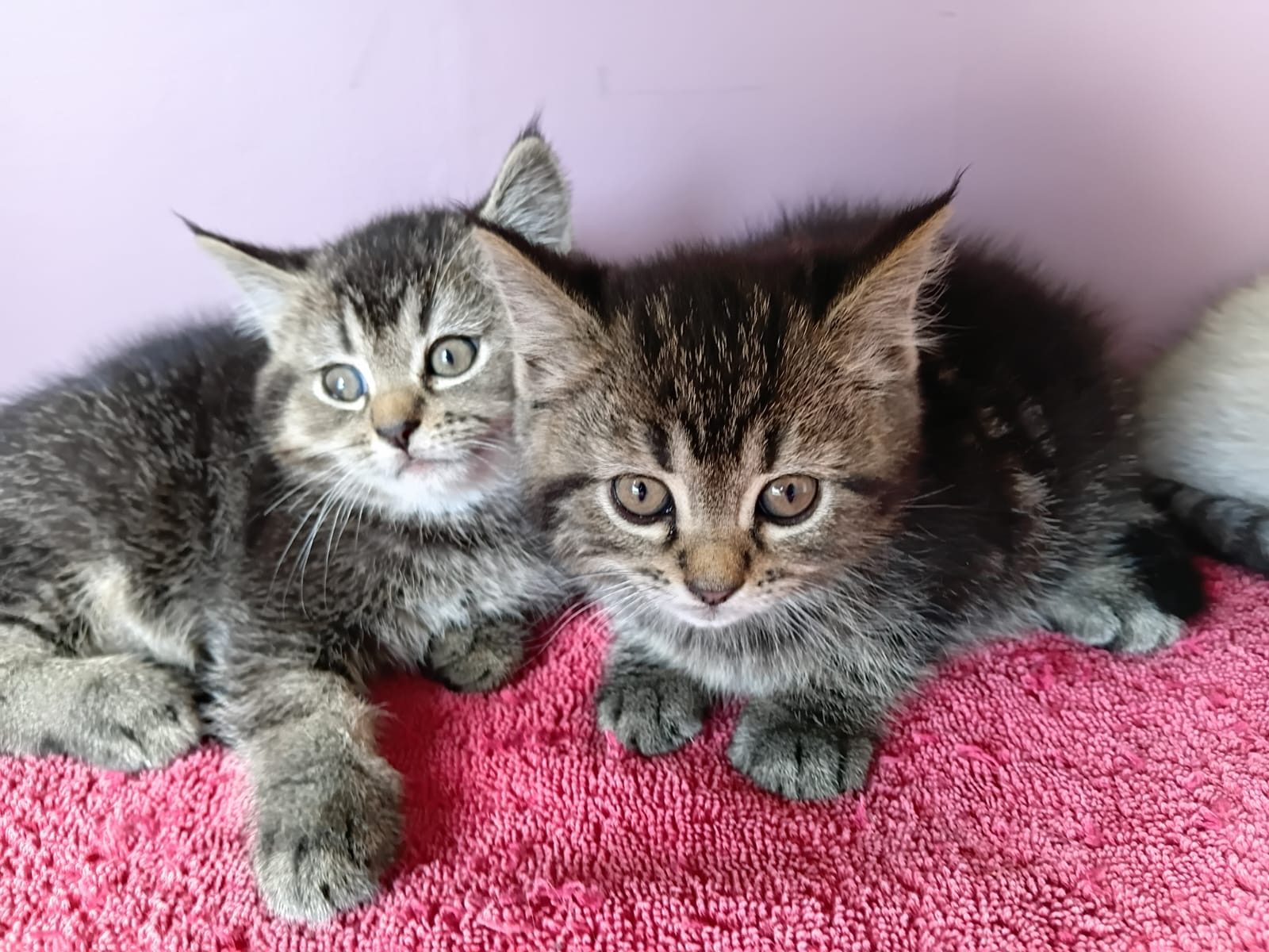 Ragdoll kittens Ready to go home….whatsapp me at: +44 7453 907158