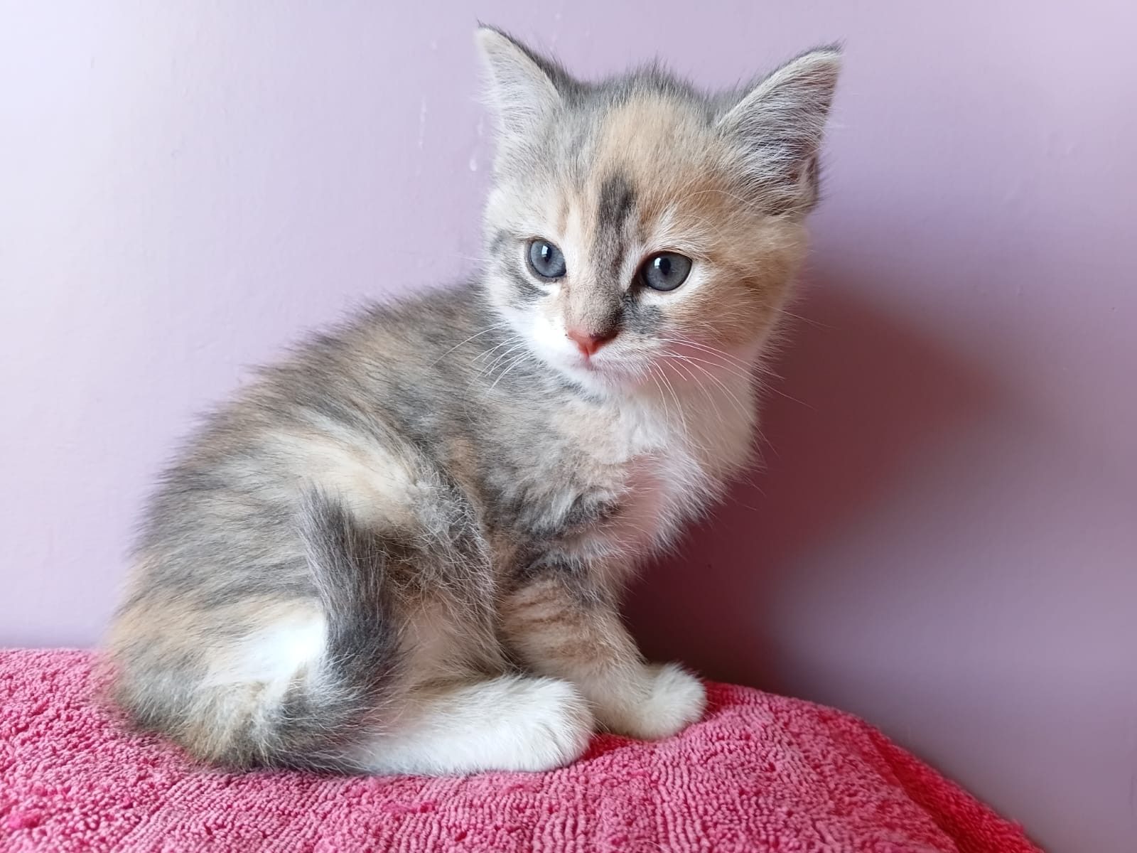 Ragdoll kittens Ready to go home….whatsapp me at: +44 7453 907158