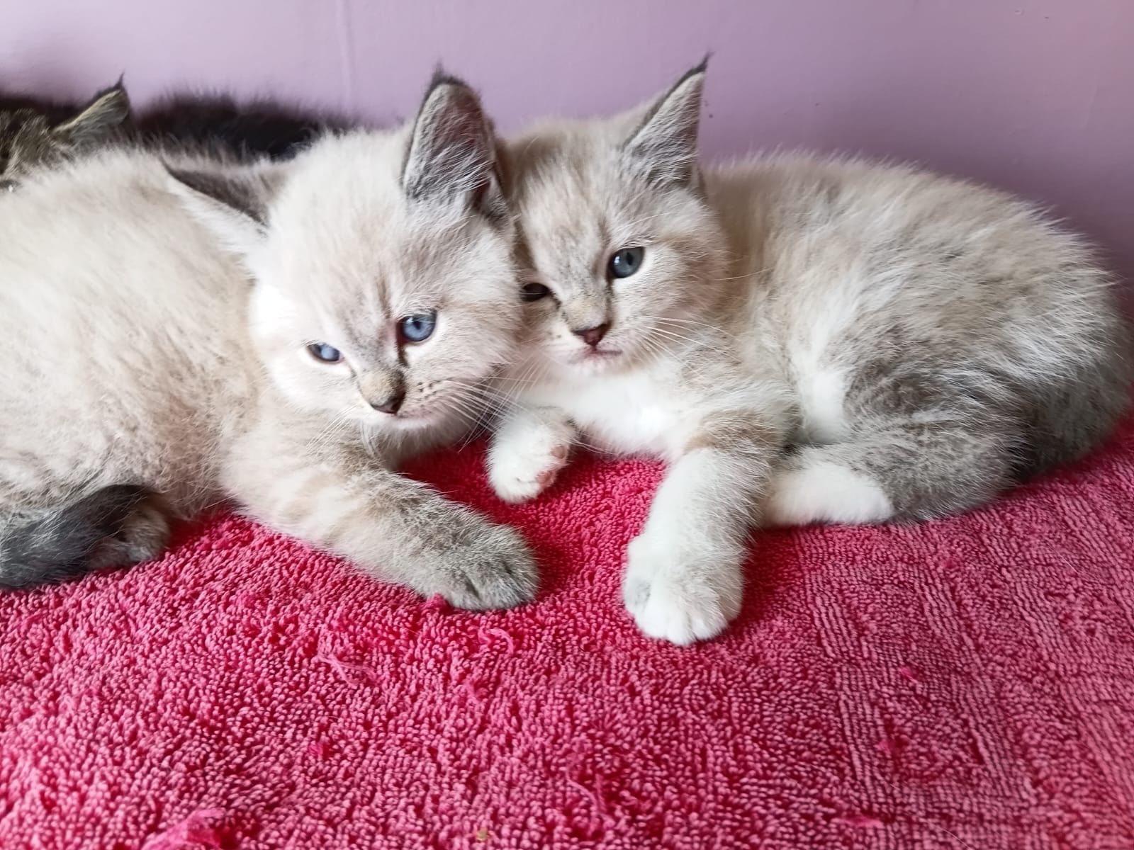 Ragdoll kittens Ready to go home….whatsapp me at: +44 7453 907158