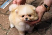 Cute Pomeranian Puppies