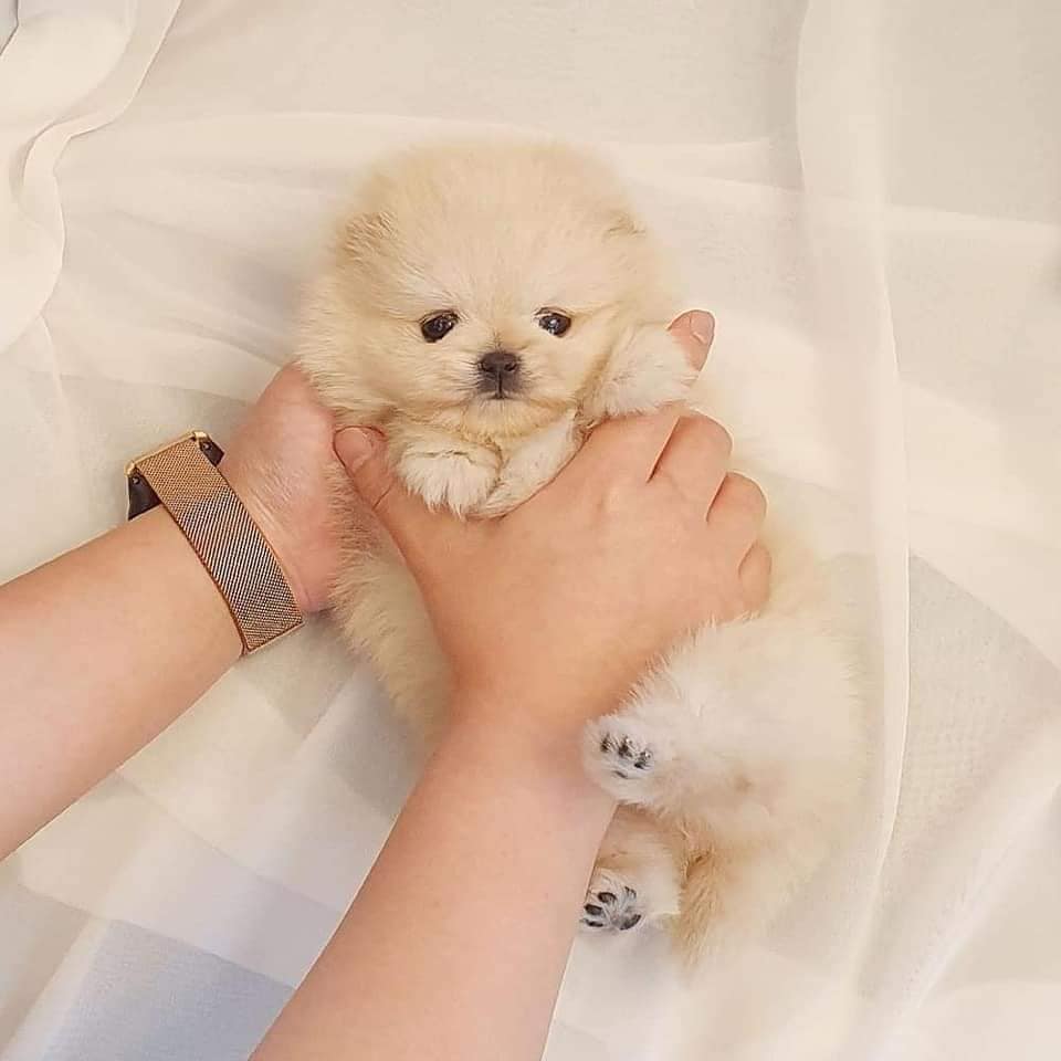 Cute Pomeranian Puppies