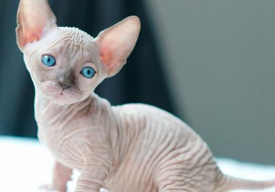 hairless-cats-for-sale