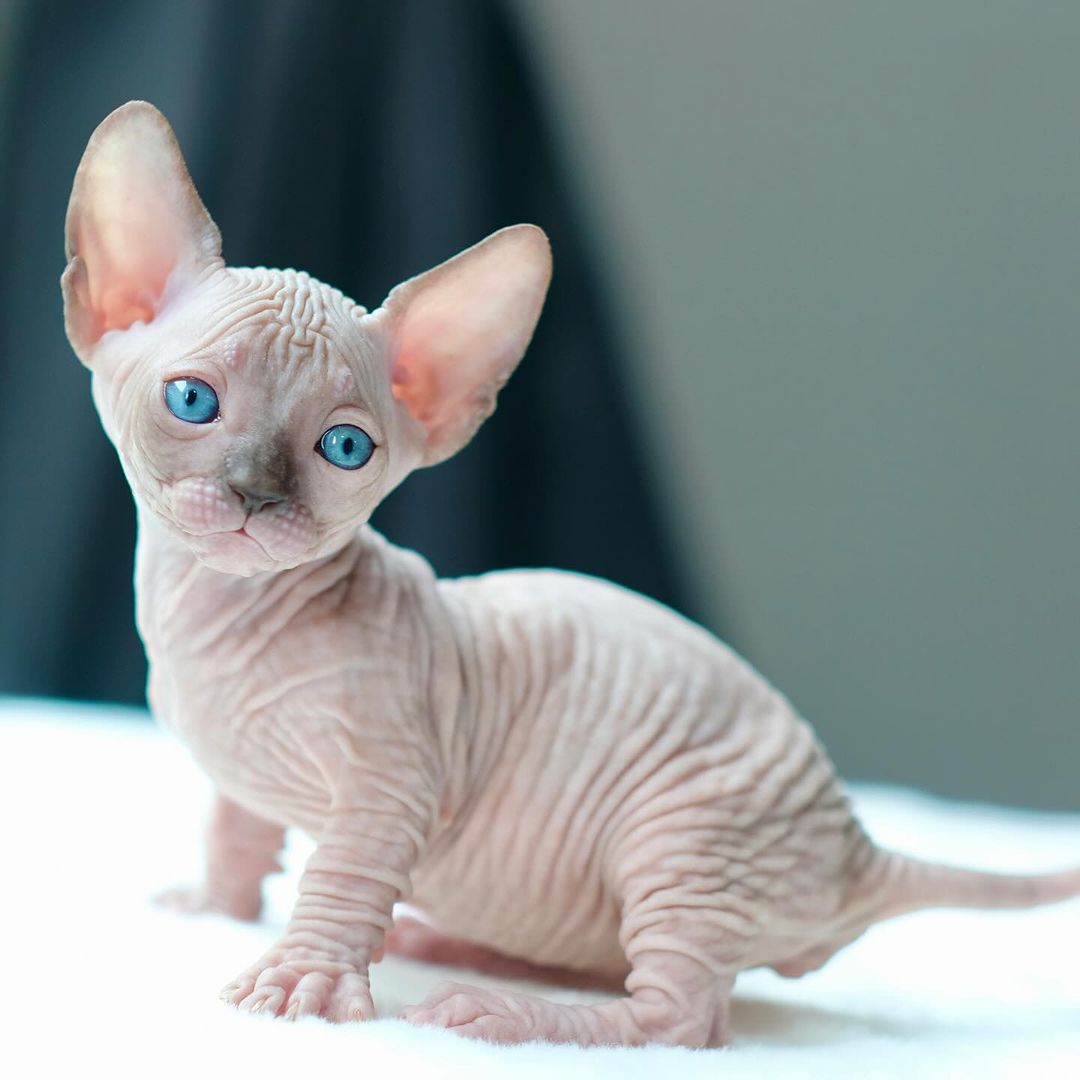 Amazing Sphynx Kittens
