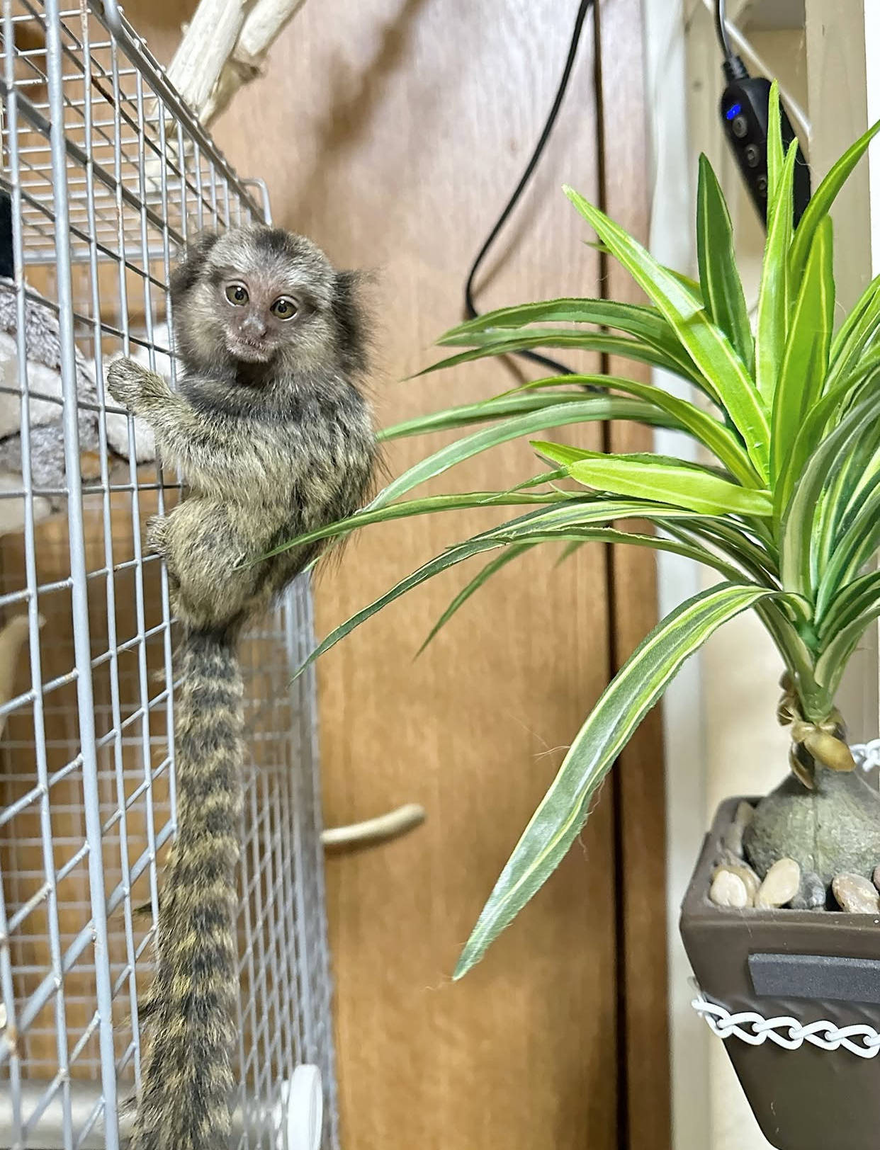 Bottle feed Finger Marmoset Monkeys