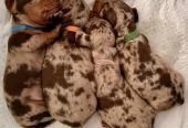 Incredible Remark Dapple Chocolate Dachshund Puppies Available
