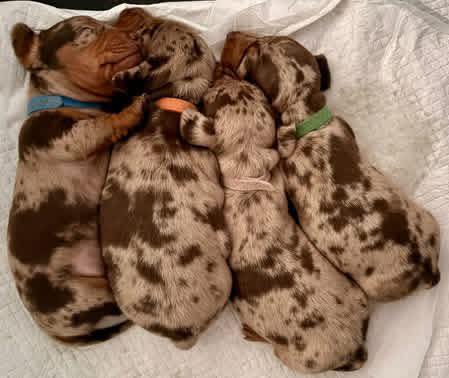 Incredible Remark Dapple Chocolate Dachshund Puppies Available