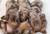 Incredible Remark Dapple Chocolate Dachshund Puppies Available