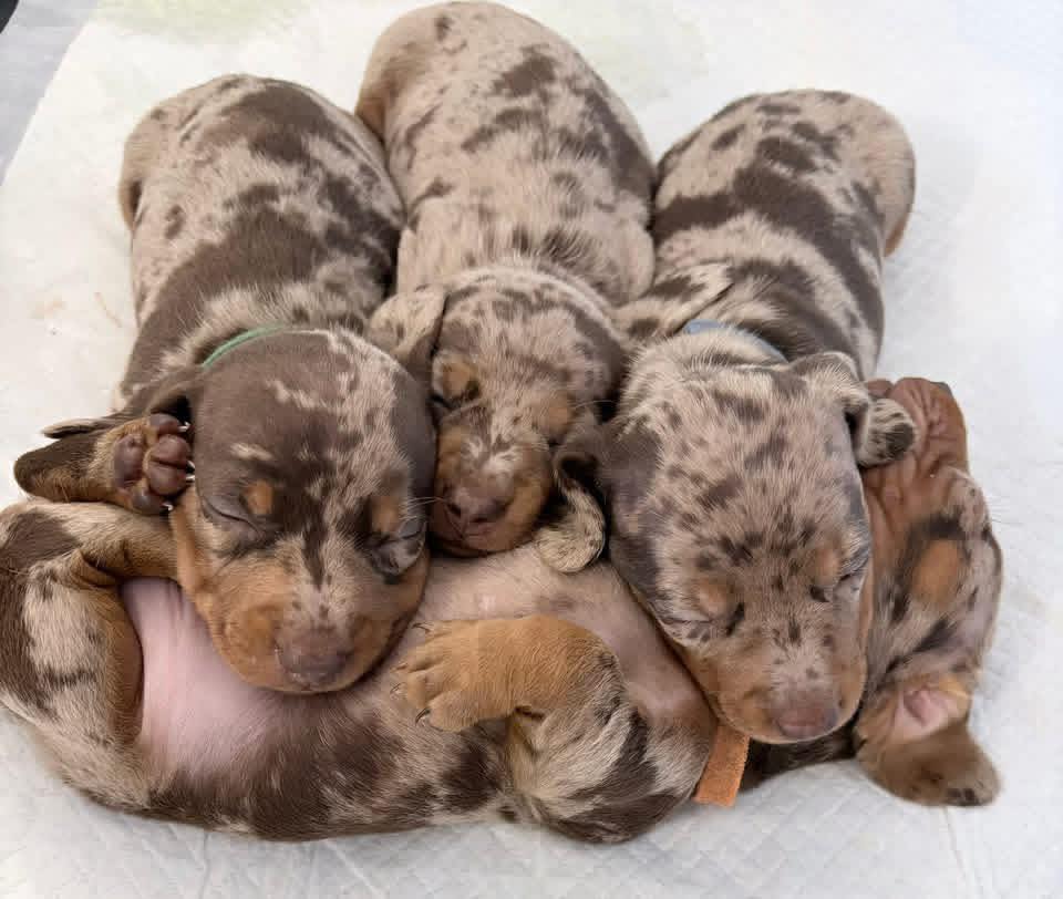 Incredible Remark Dapple Chocolate Dachshund Puppies Available