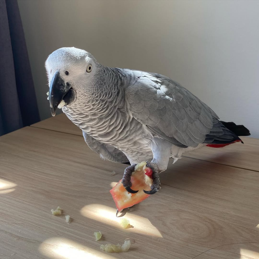 Well Trained African Grey Parrots Ready