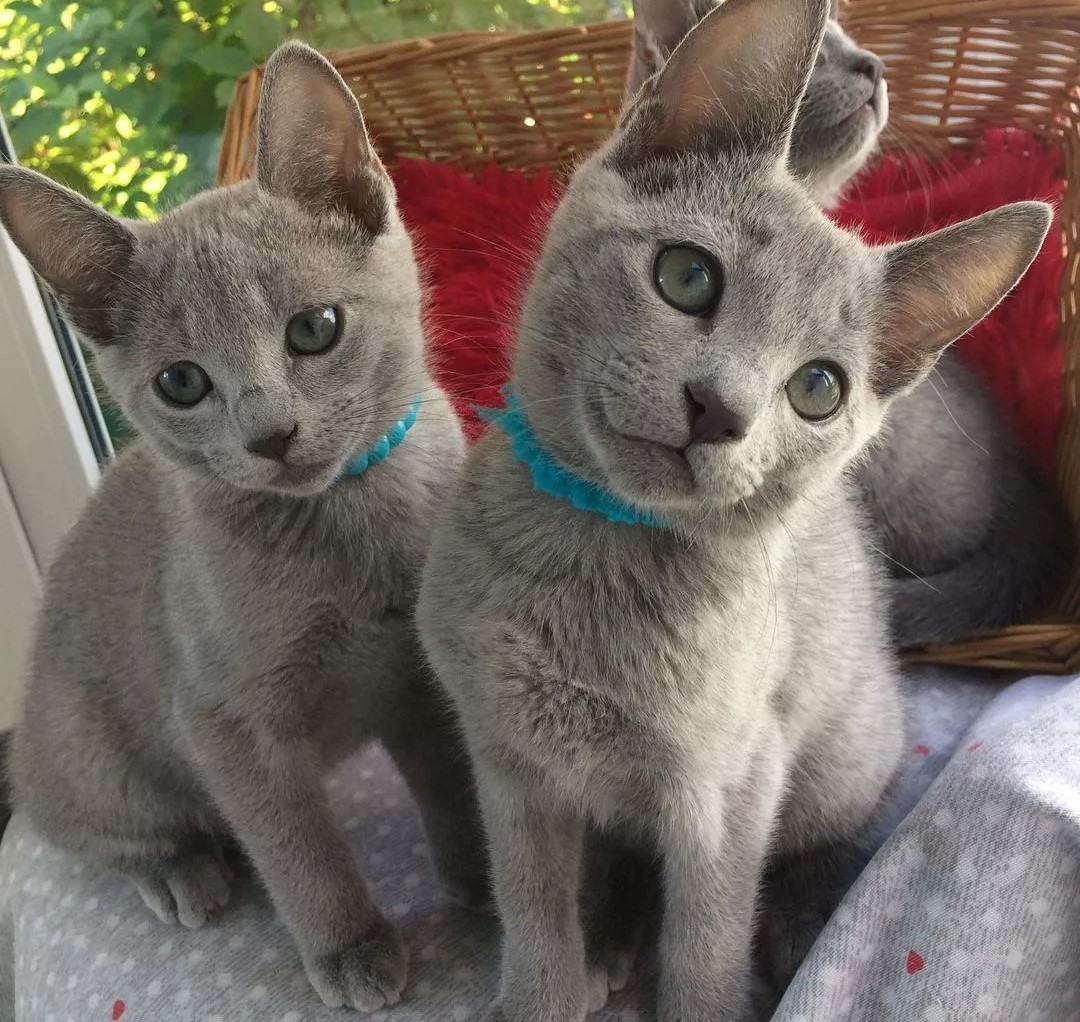 Trained Russian Blue Kittens for sale.