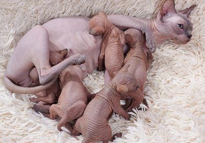 Cat_Sphynx._Kittens._img_20
