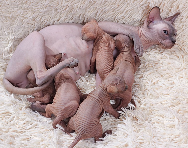 Beautiful Sphynx kittens for sale