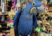 Stunning baby handreared Hyacinth Macaw
