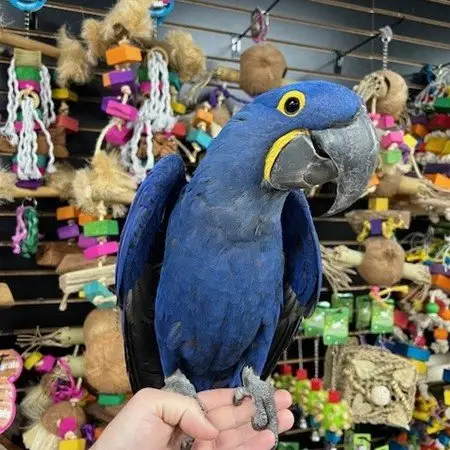 Stunning baby handreared Hyacinth Macaw