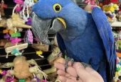 Stunning baby handreared Hyacinth Macaw