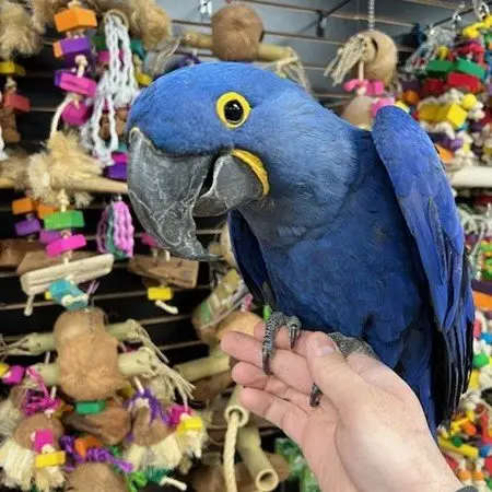 Stunning baby handreared Hyacinth Macaw
