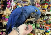 Stunning baby handreared Hyacinth Macaw