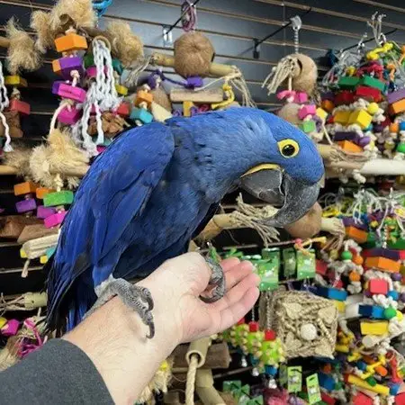 Stunning baby handreared Hyacinth Macaw