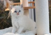 Ragdoll Kittens Ready To Go Now