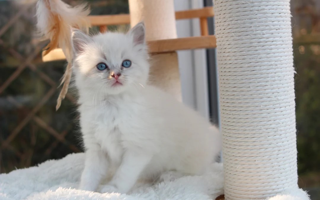 Ragdoll Kittens Ready To Go Now