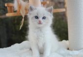 Ragdoll Kittens Ready To Go Now