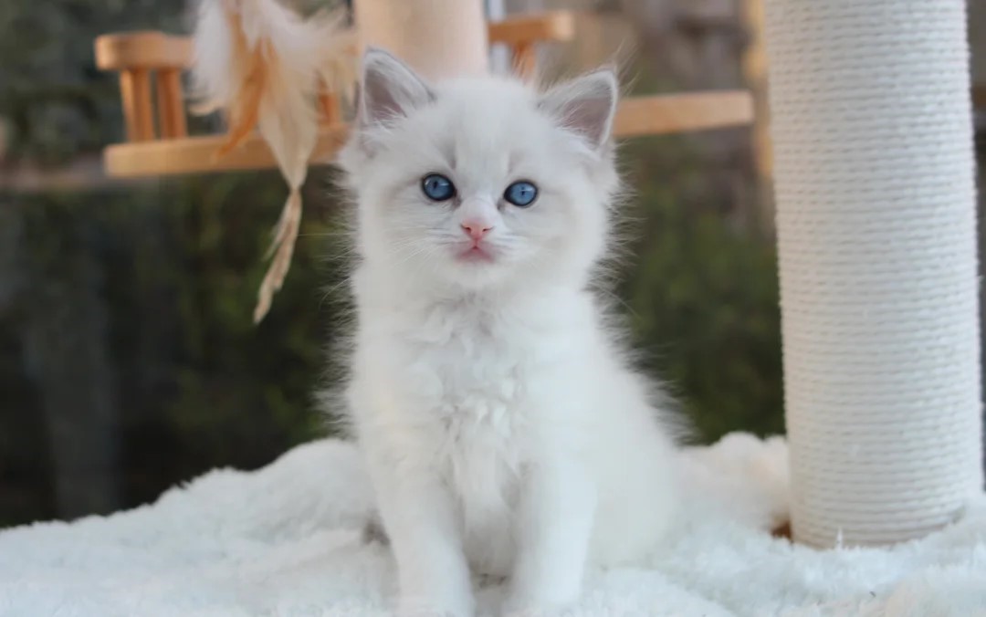 Ragdoll Kittens Ready To Go Now