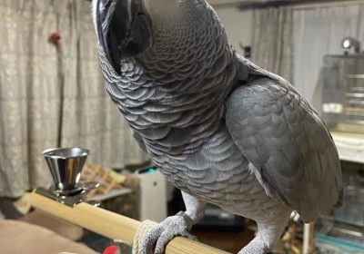 Sky-grey