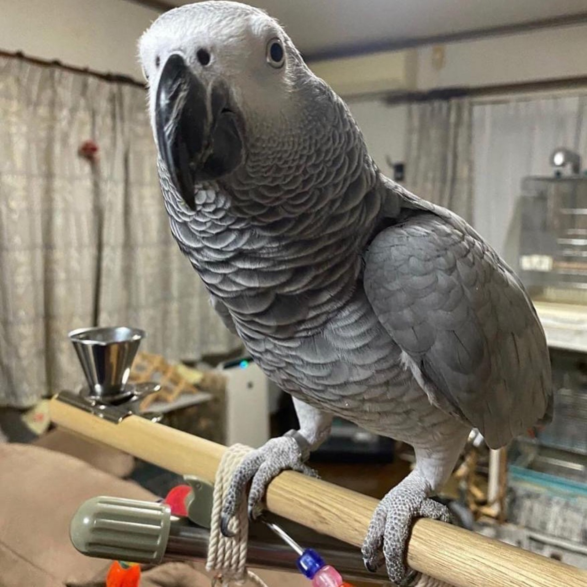 Female African Grey Parrot