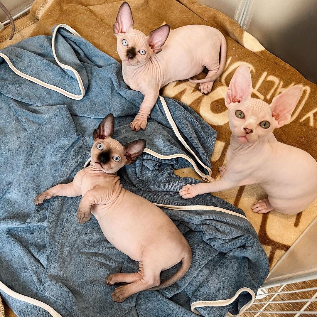 Adorable Sphynx kittens for sale..