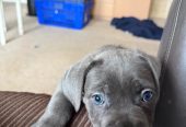🐾 Beautiful Cane Corso Mastiff Puppies for Sale