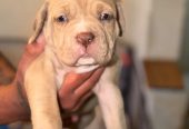 🐾 Beautiful Cane Corso Mastiff Puppies for Sale