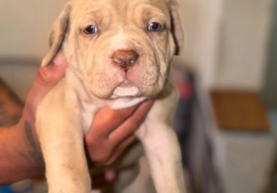 cane-corso-33