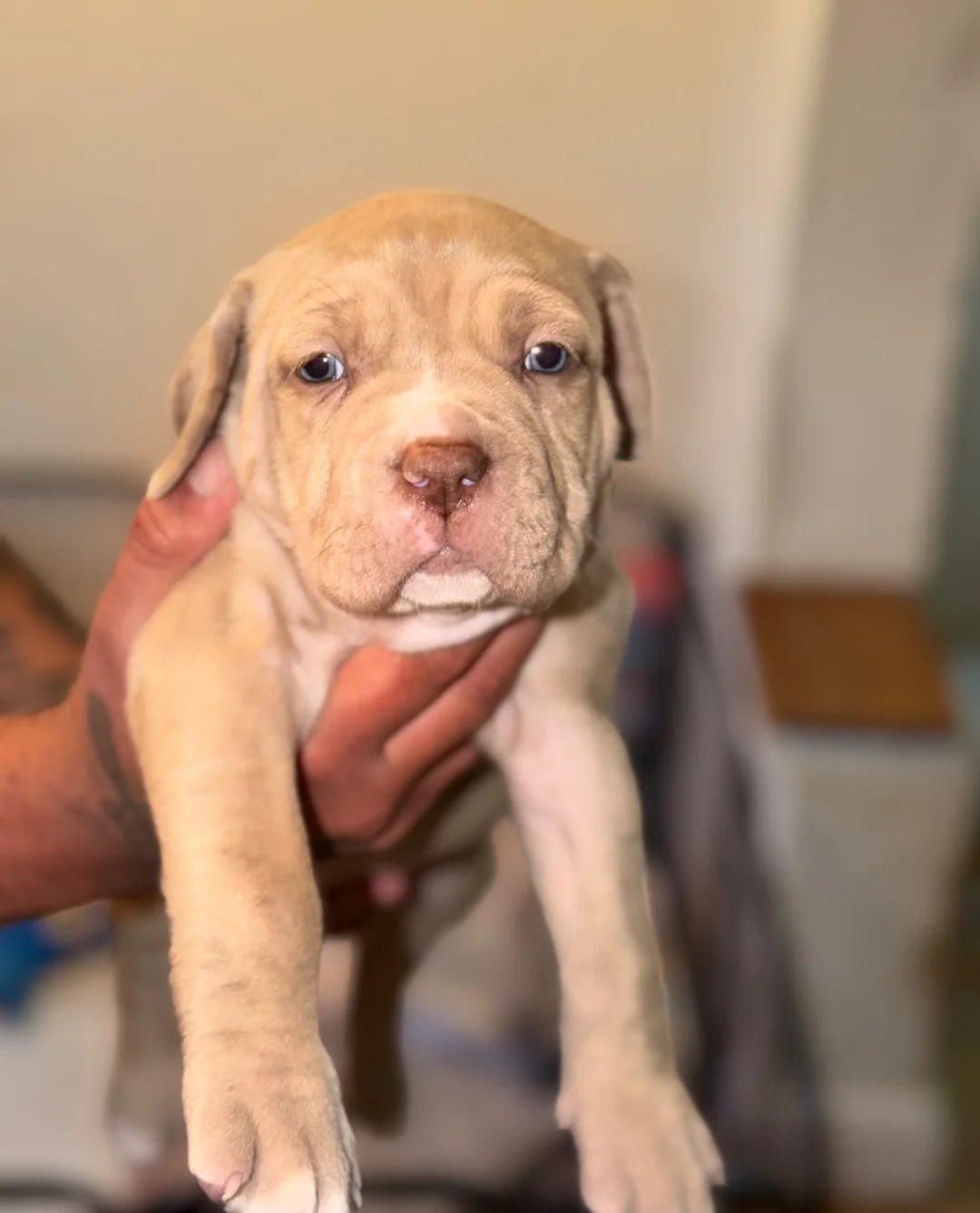 🐾 Beautiful Cane Corso Mastiff Puppies for Sale