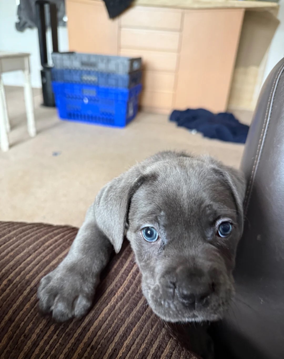 🐾 Beautiful Cane Corso Mastiff Puppies for Sale
