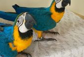 Gorgeous Macaw Parrot looking for a forever home