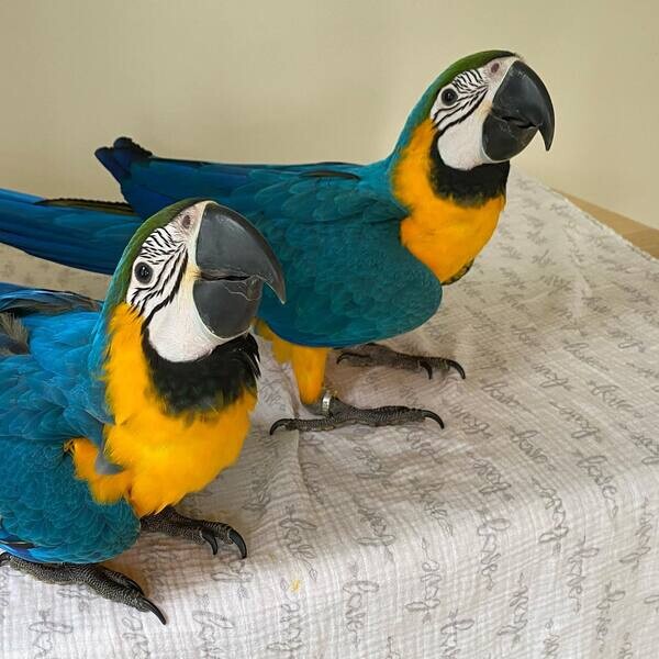Gorgeous Macaw Parrot looking for a forever home