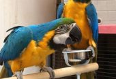 Gorgeous Macaw Parrot looking for a forever home