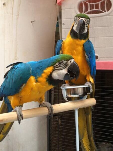 Gorgeous Macaw Parrot looking for a forever home