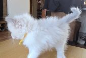 Ragdoll Kittens Ready To Go Now