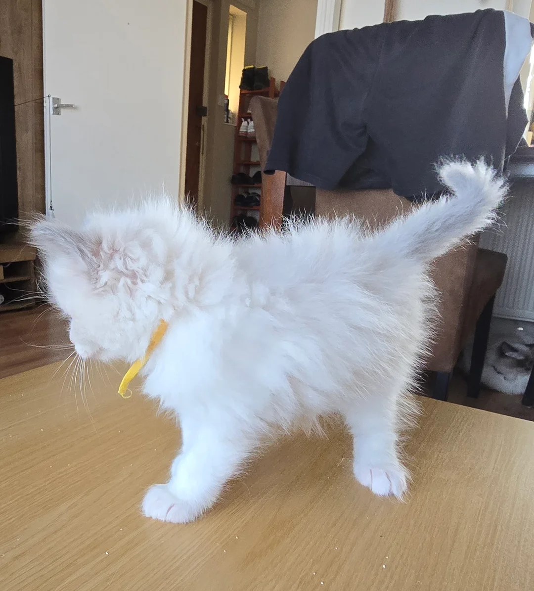 Ragdoll Kittens Ready To Go Now