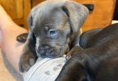 🐾 Beautiful Cane Corso Mastiff Puppies for Sale