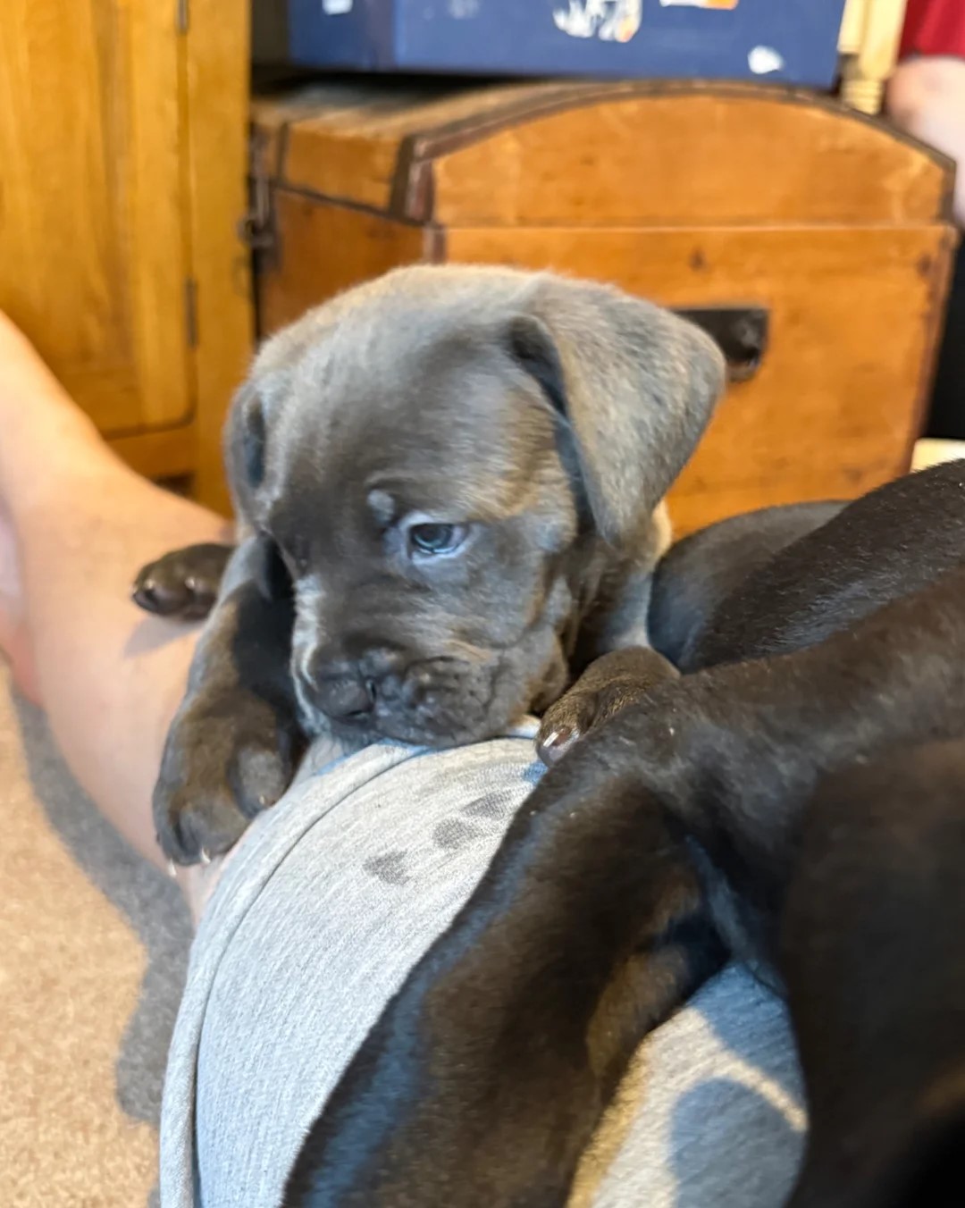 🐾 Beautiful Cane Corso Mastiff Puppies for Sale