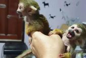Adorable Squirrel Monkeys for Sale
